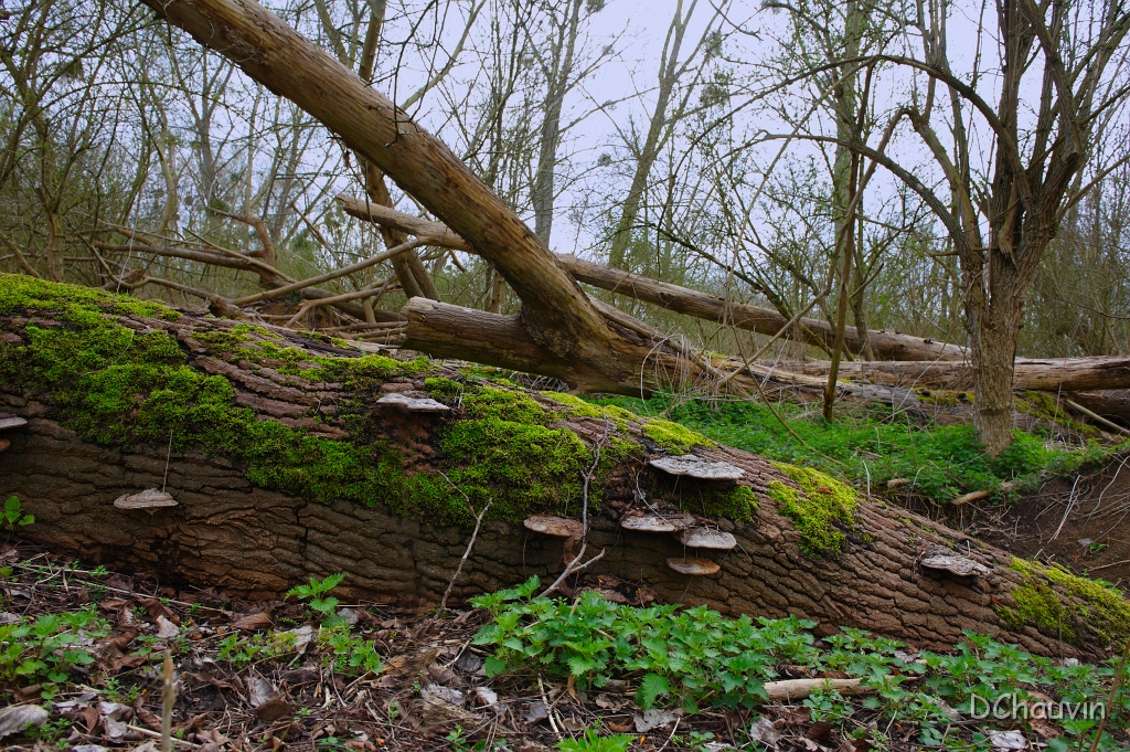 2010-03-conflans-OK (24).jpg